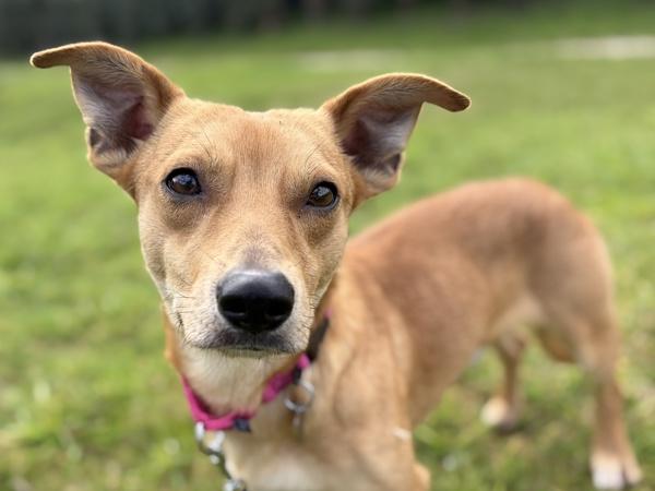 Cavatappi, a Adoptable mixed breed in Portland, OR image 3/5