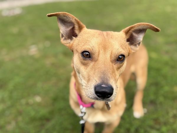 Cavatappi, a Adoptable mixed breed in Portland, OR image 4/5