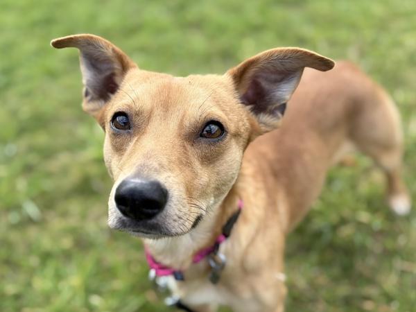 Cavatappi, a Adoptable mixed breed in Portland, OR image 5/5