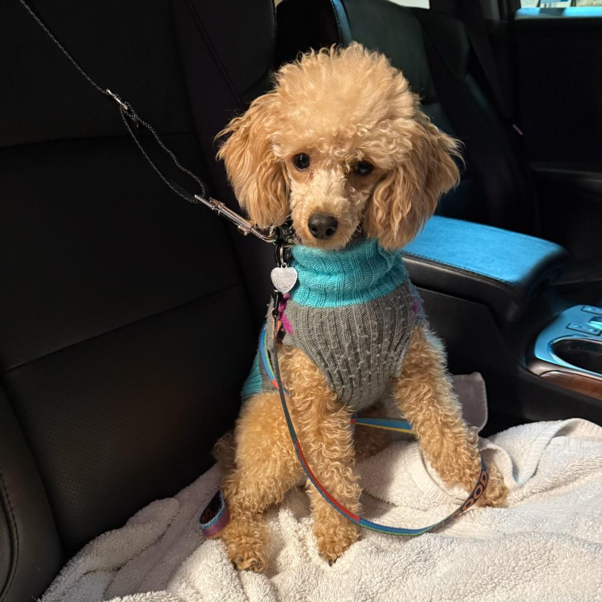 Enlarge Princess Penelope , an adopted Poodle (Toy) in Driftwood, TX image 1/6