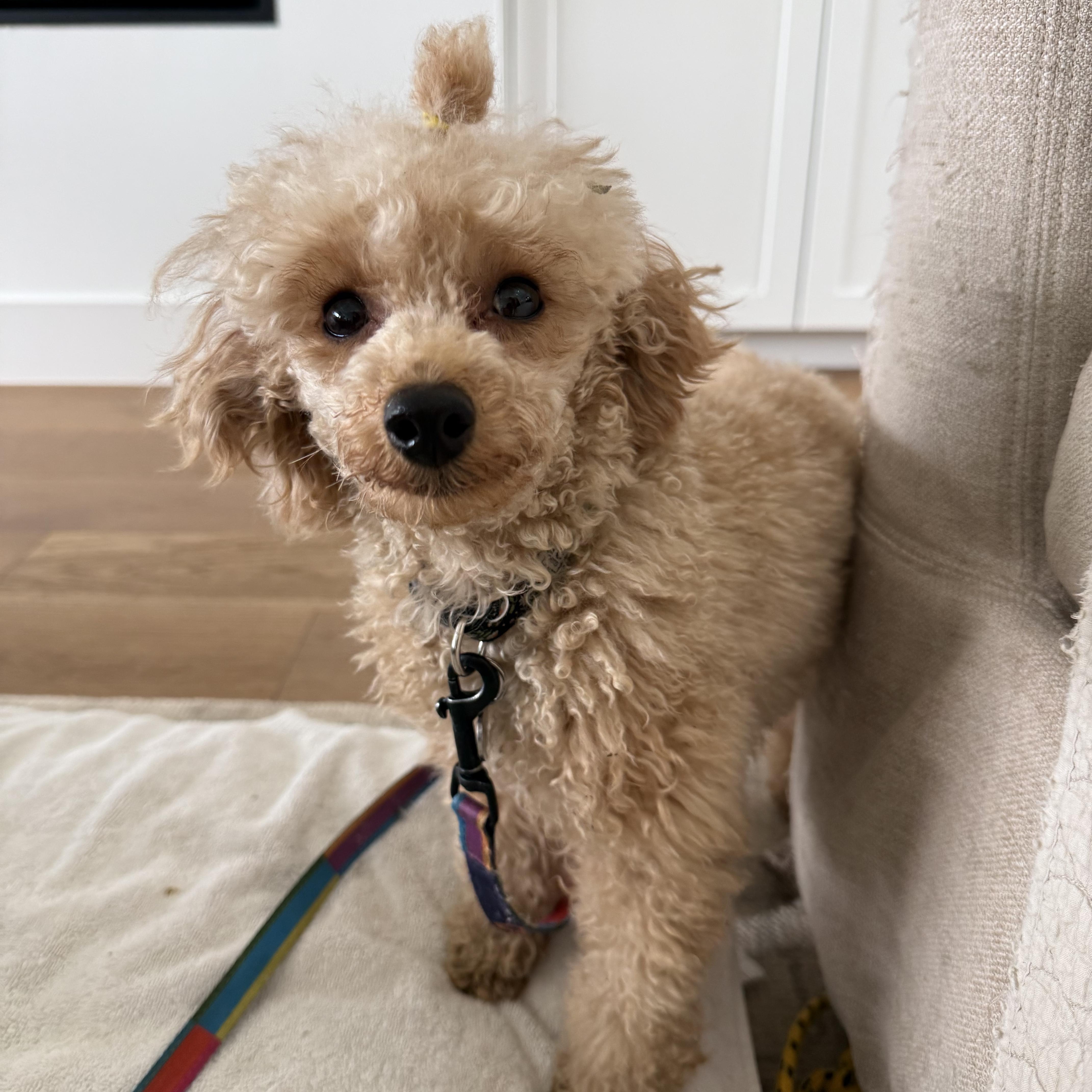 Enlarge Princess Penelope , an adopted Poodle (Toy) in Driftwood, TX image 6/6