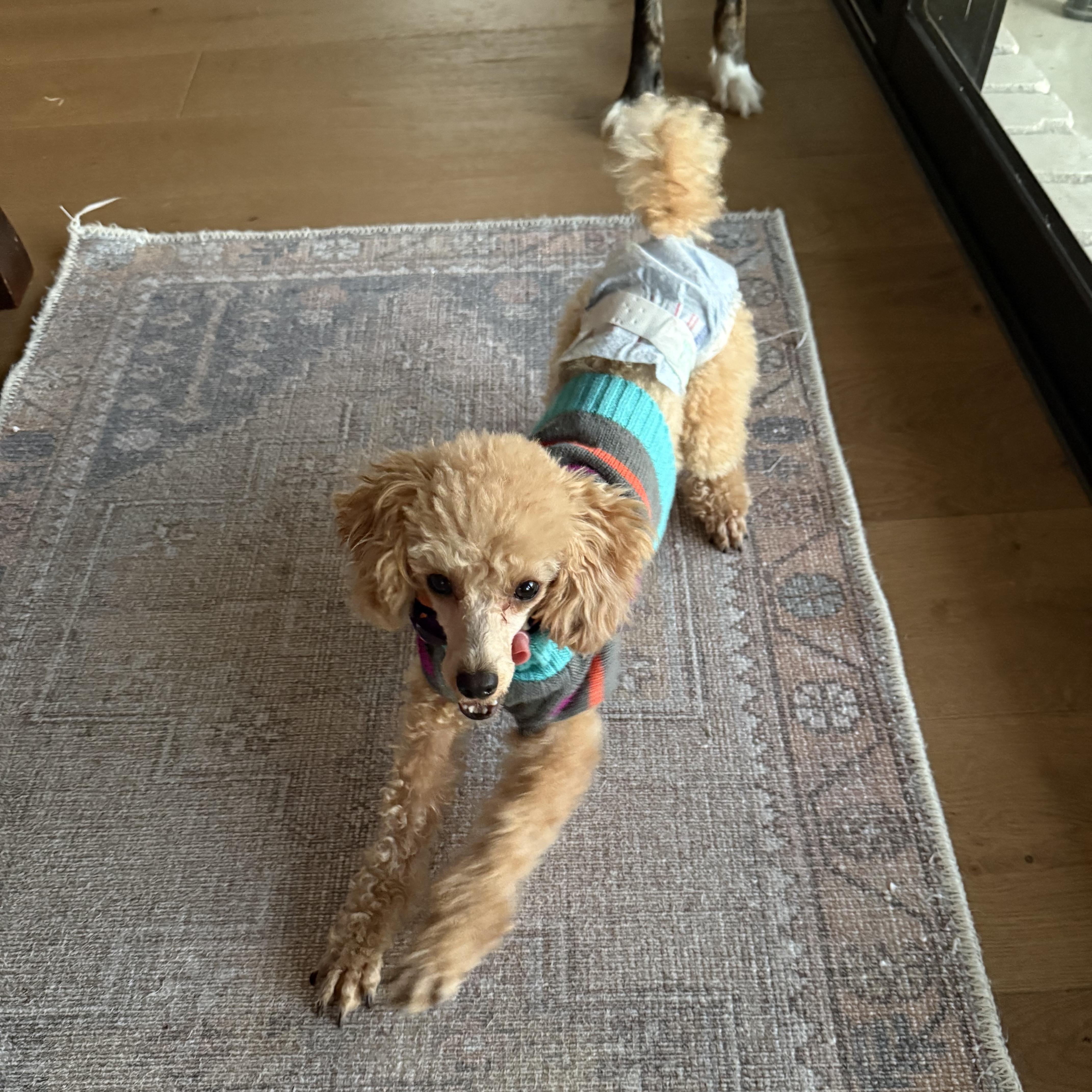 Enlarge Princess Penelope , an adopted Poodle (Toy) in Driftwood, TX image 5/6