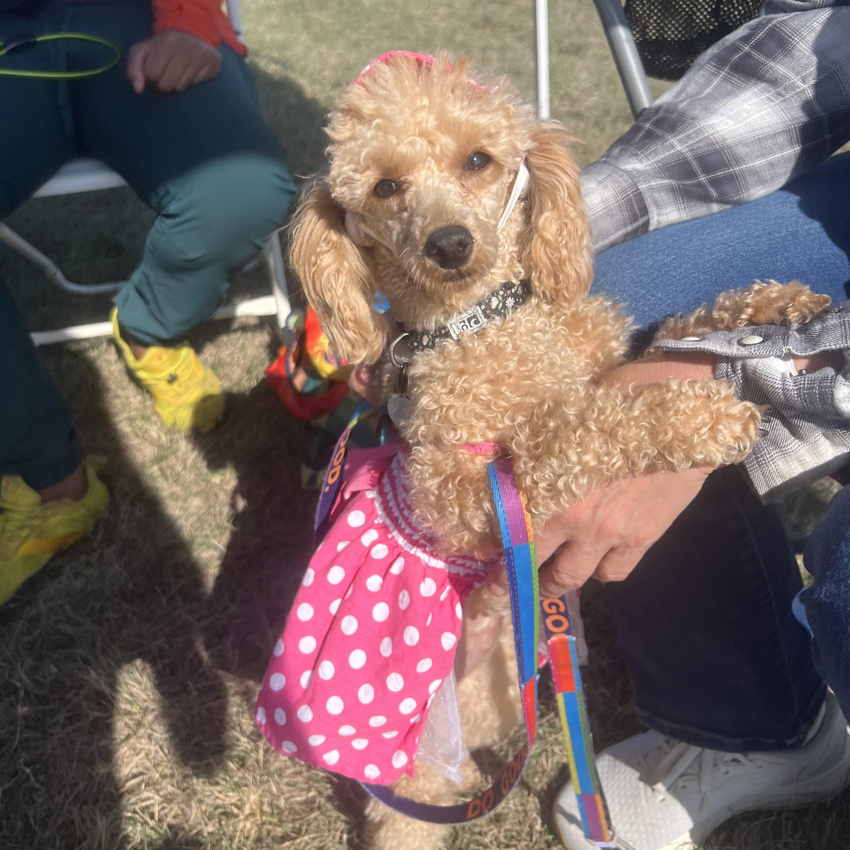 Enlarge Princess Penelope , an adopted Poodle (Toy) in Driftwood, TX image 4/6