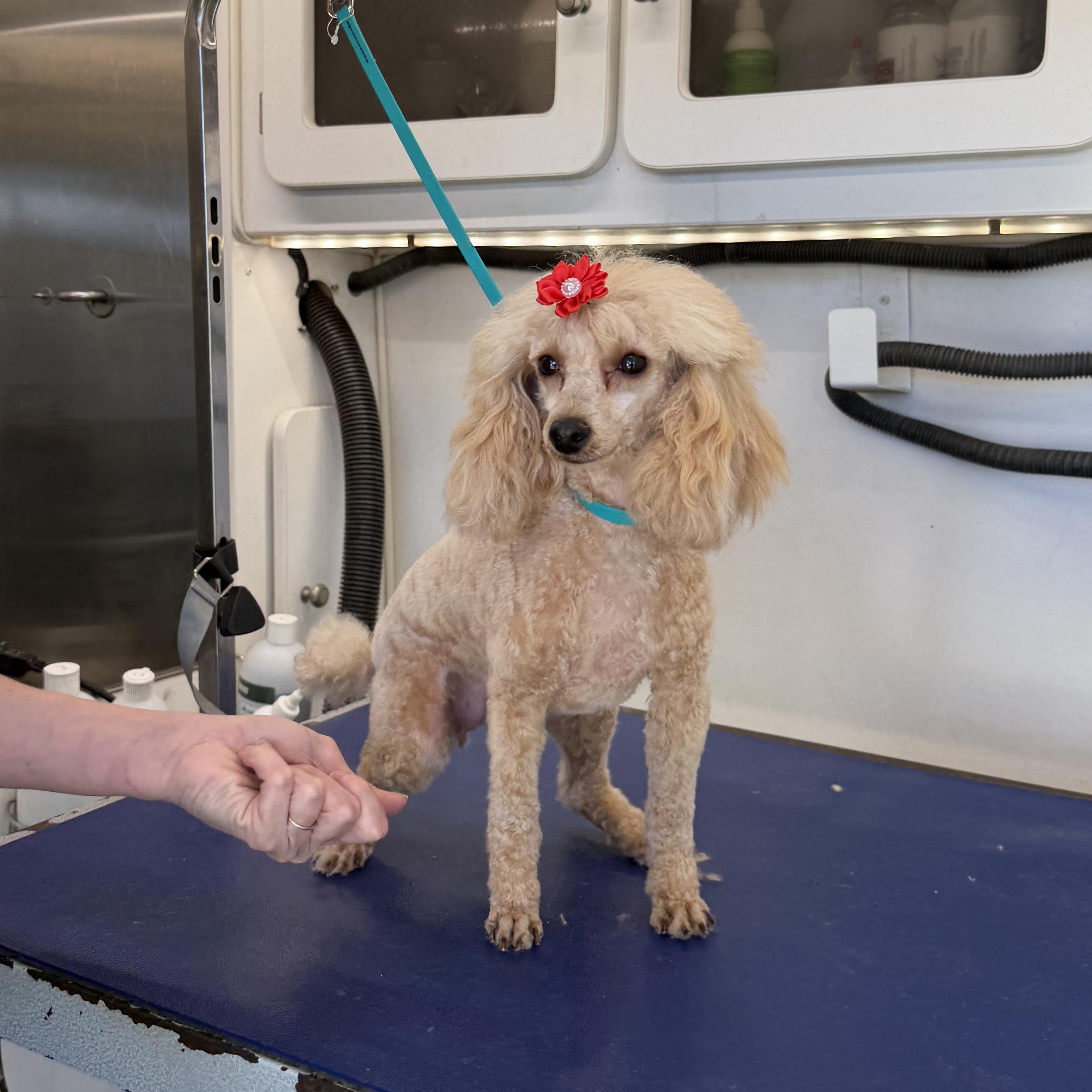 Enlarge Princess Penelope , an adopted Poodle (Toy) in Driftwood, TX image 2/6