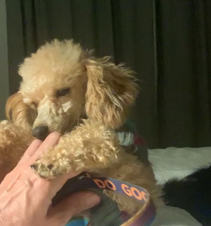 Enlarge Princess Penelope , an adopted Poodle (Toy) in Driftwood, TX video 3/6