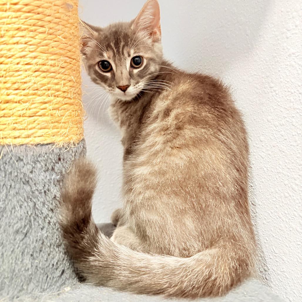 Willow, Adoptable, Kitten Female Domestic Medium Hair & Domestic Medium Hair.