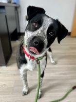 Enlarge Copper, a ADOPTABLE mixed breed in Traverse City, MI image 1/5
