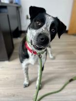 Enlarge Copper, a ADOPTABLE mixed breed in Traverse City, MI image 4/5