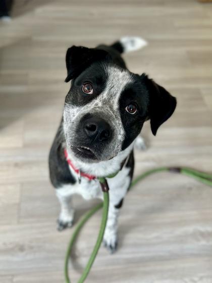 Enlarge Copper, a ADOPTABLE mixed breed in Traverse City, MI image 3/5