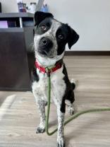 Enlarge Copper, a ADOPTABLE mixed breed in Traverse City, MI image 5/5