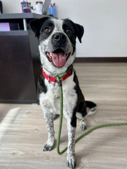 Enlarge Copper, a ADOPTABLE mixed breed in Traverse City, MI image 2/5