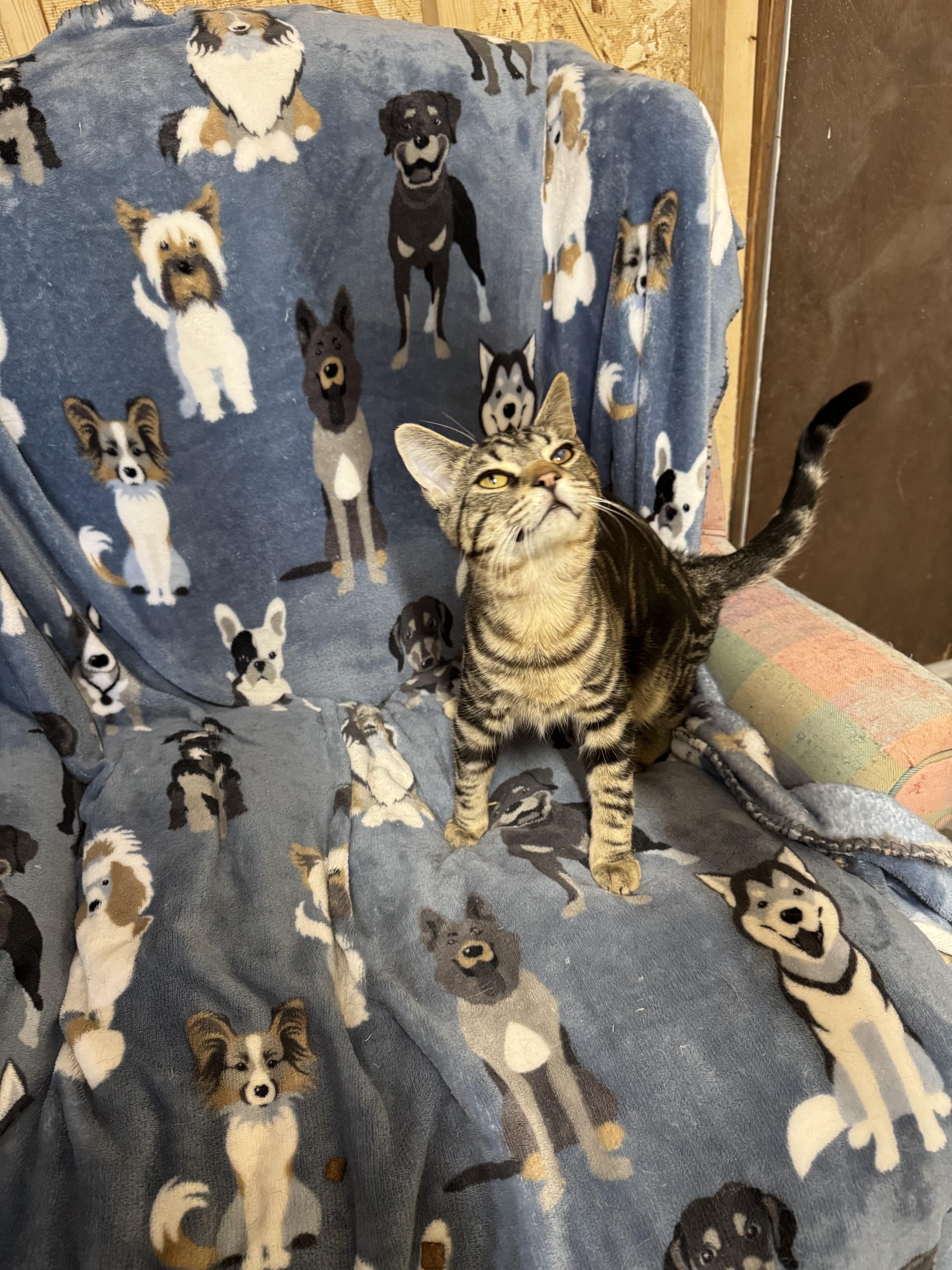 Enlarge Dayton, a ADOPTABLE Tabby in Ludington, MI image 2/6