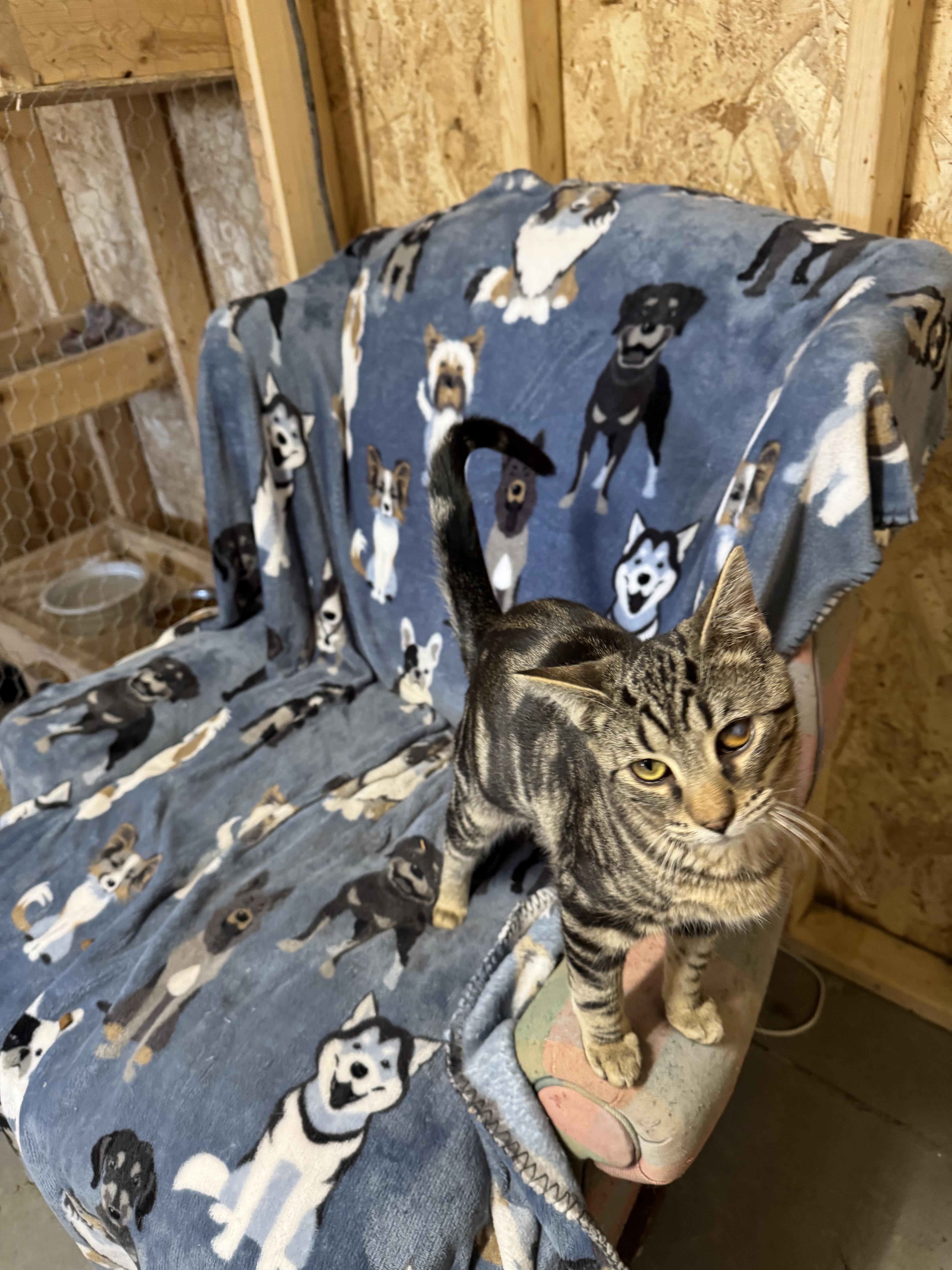 Dayton, ADOPTABLE, Young Male Tabby.