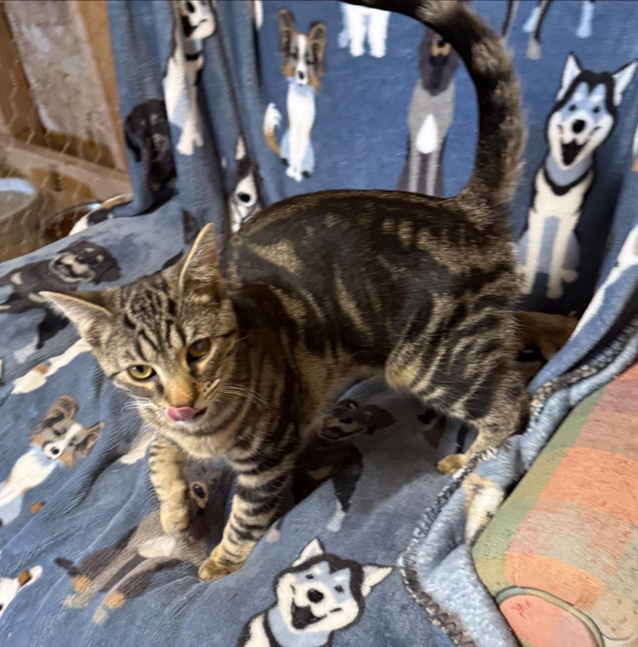 Enlarge Dayton, a ADOPTABLE Tabby in Ludington, MI image 4/6