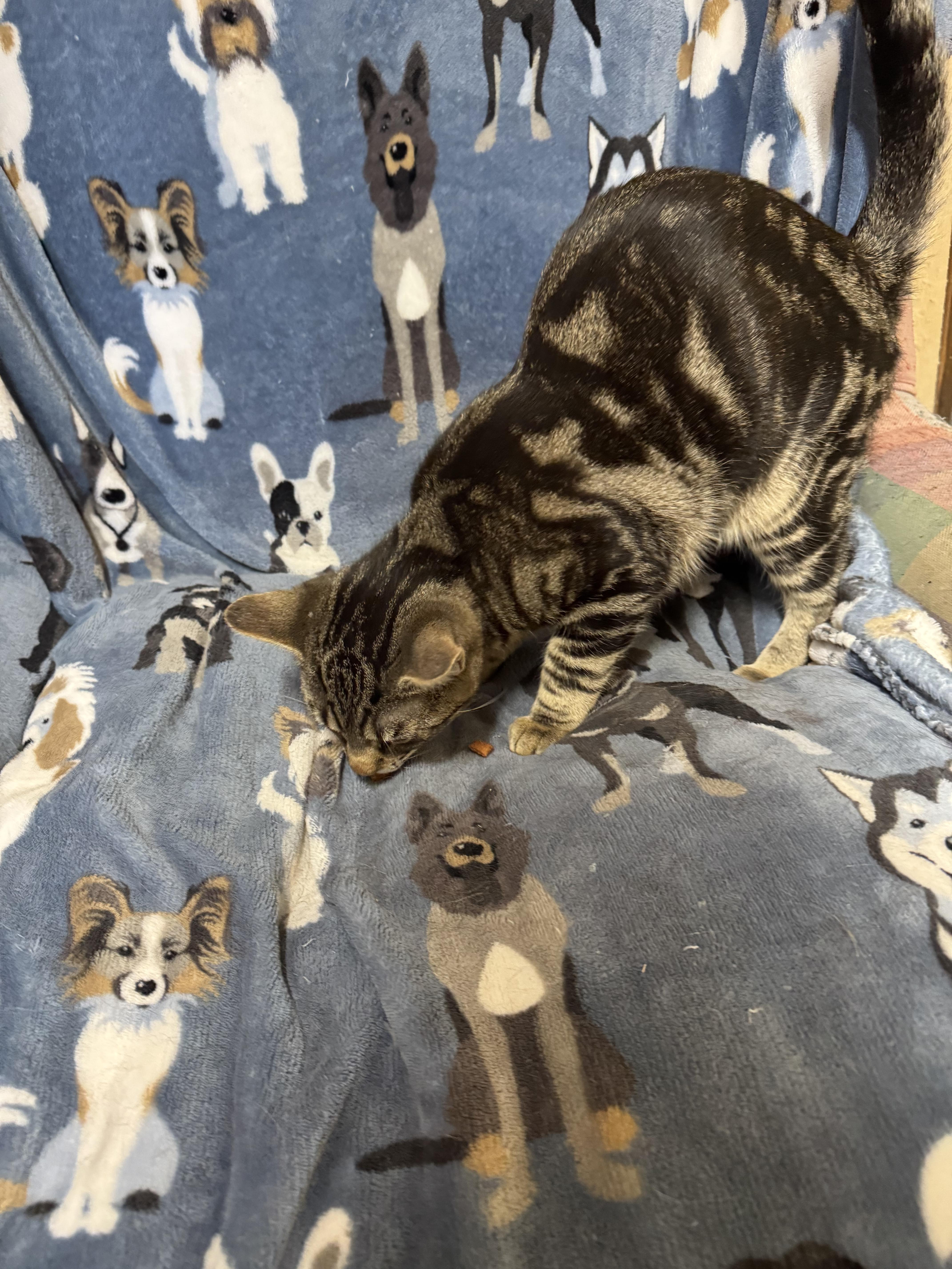 Enlarge Dayton, a ADOPTABLE Tabby in Ludington, MI image 3/6