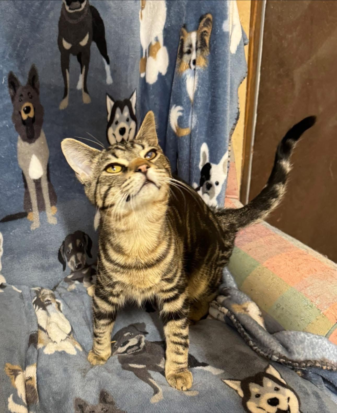 Enlarge Dayton, a ADOPTABLE Tabby in Ludington, MI image 6/6