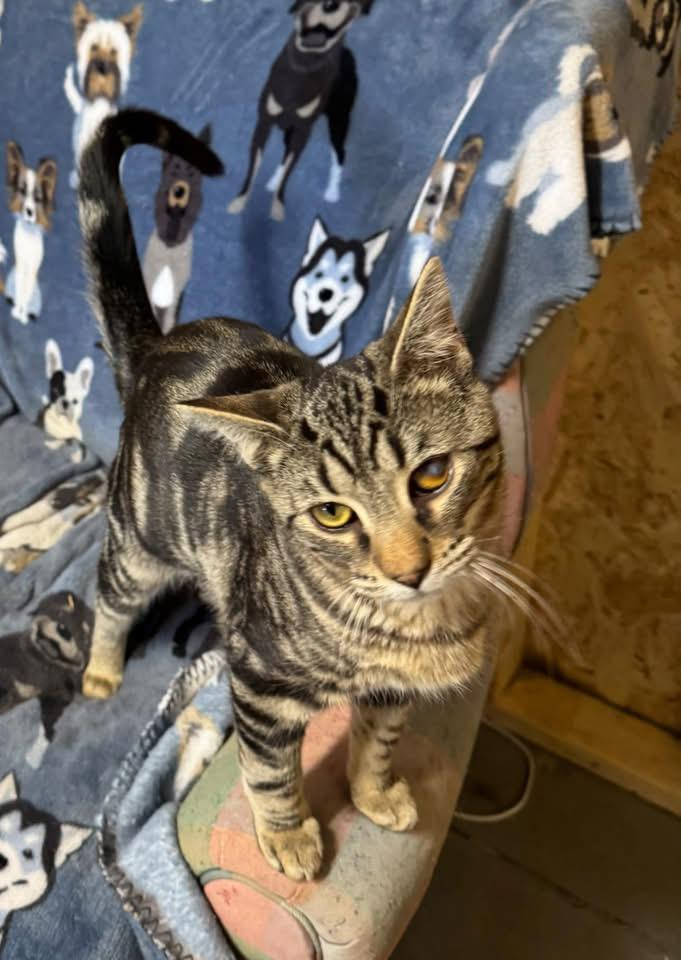 Enlarge Dayton, a ADOPTABLE Tabby in Ludington, MI image 5/6