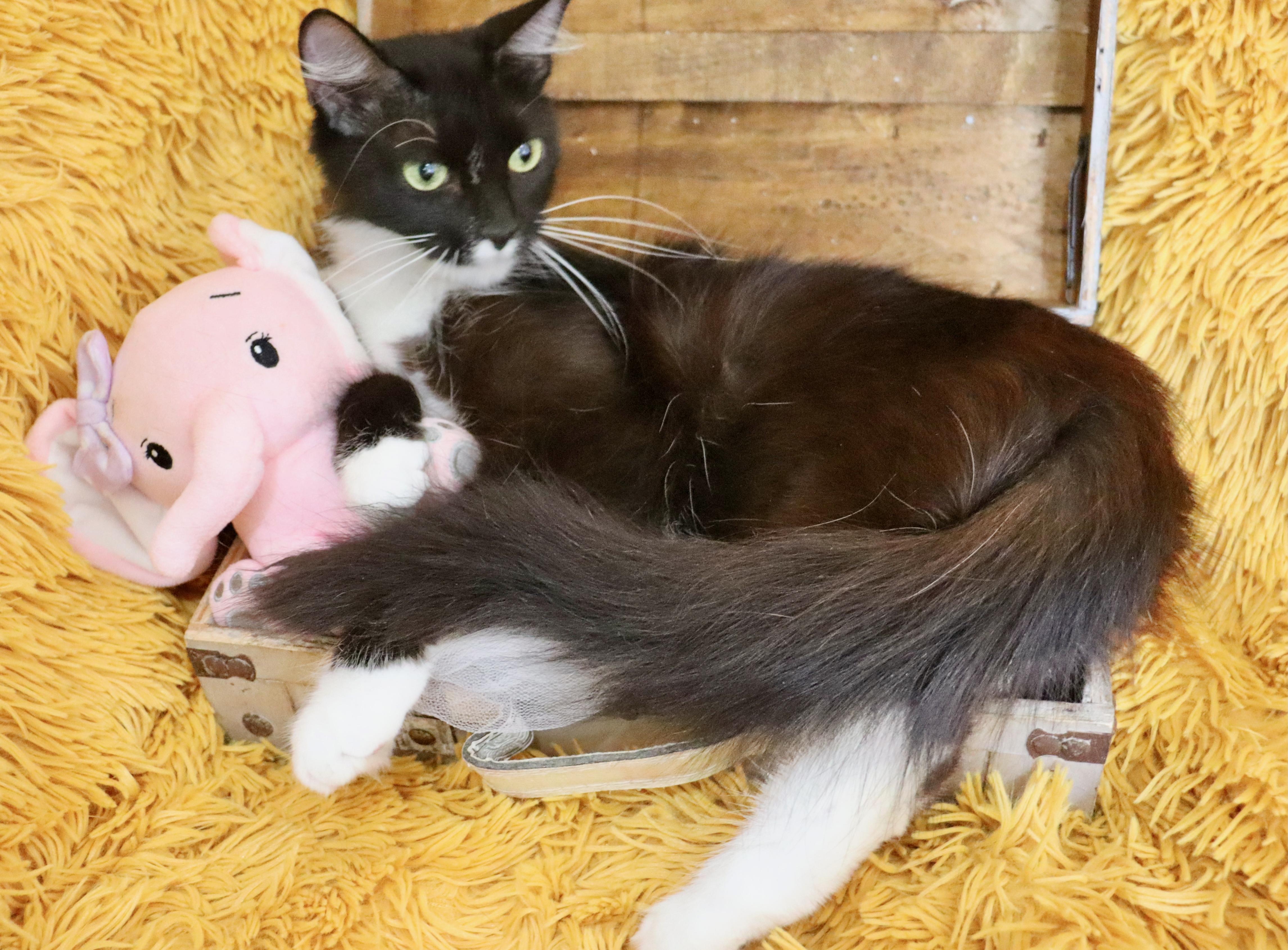 Enlarge Penelope, a Adoptable mixed breed in Saint Augustine, FL image 4/5