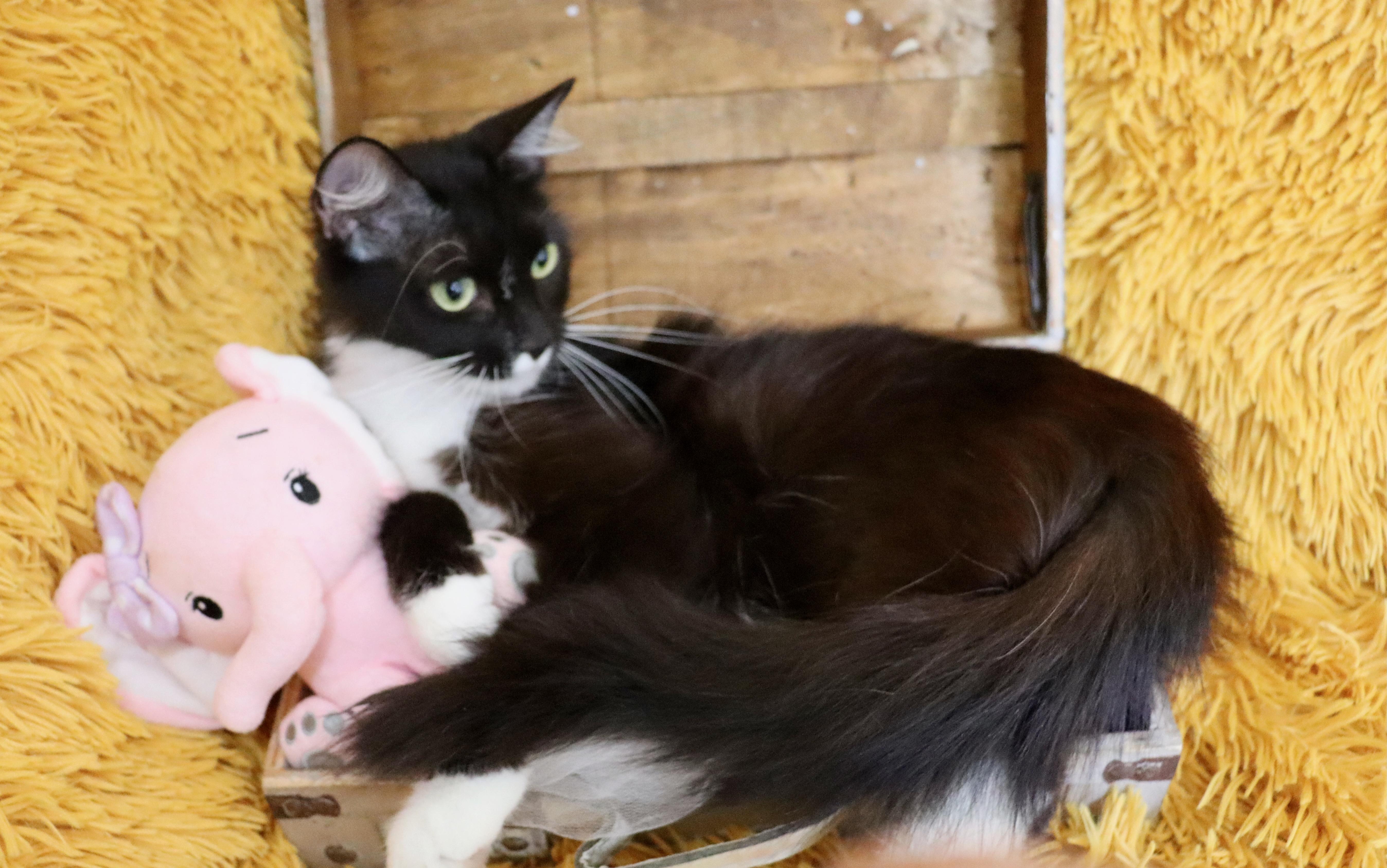 Enlarge Penelope, a Adoptable mixed breed in Saint Augustine, FL image 5/5