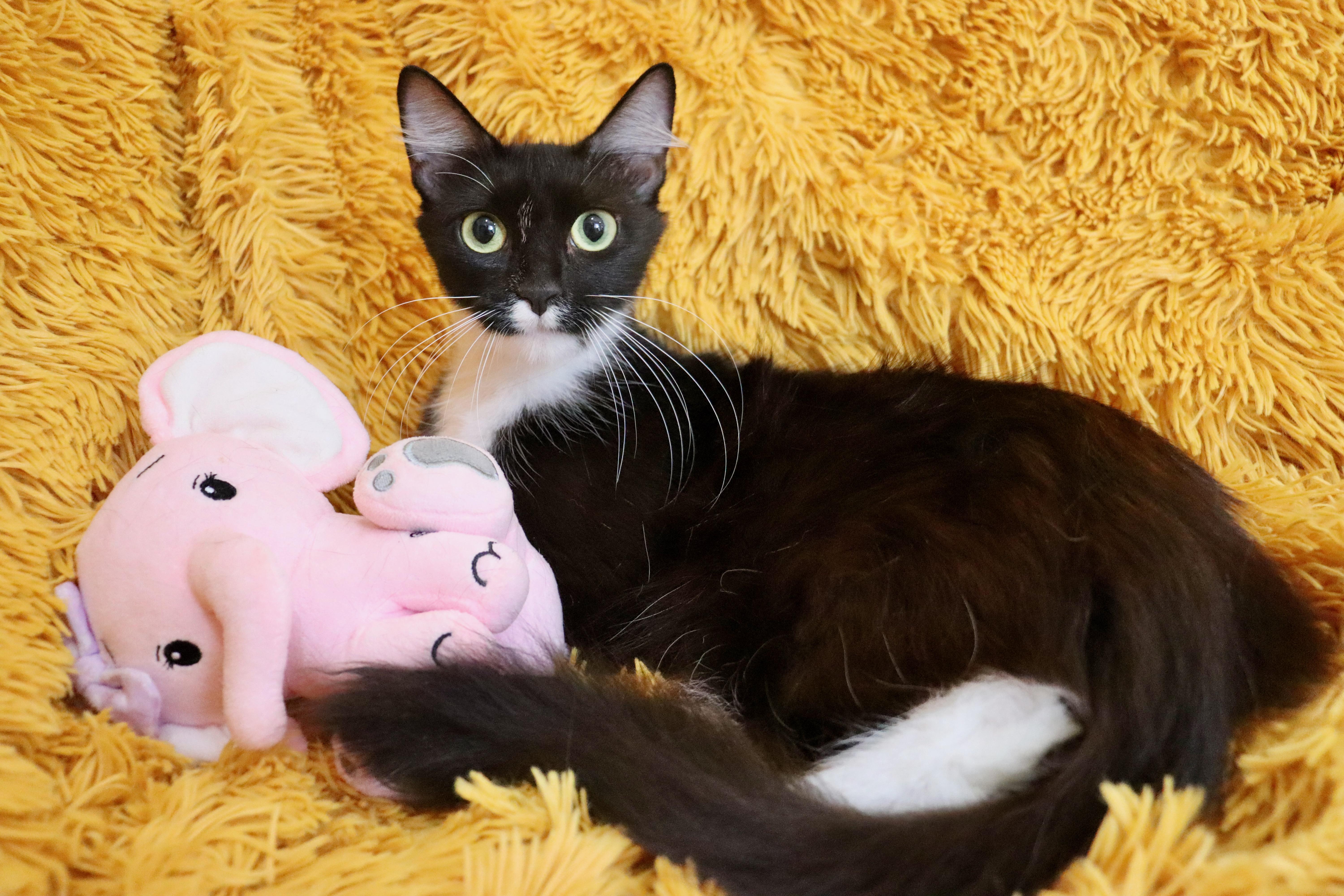 Penelope, Adoptable, Young Female Domestic Long Hair.