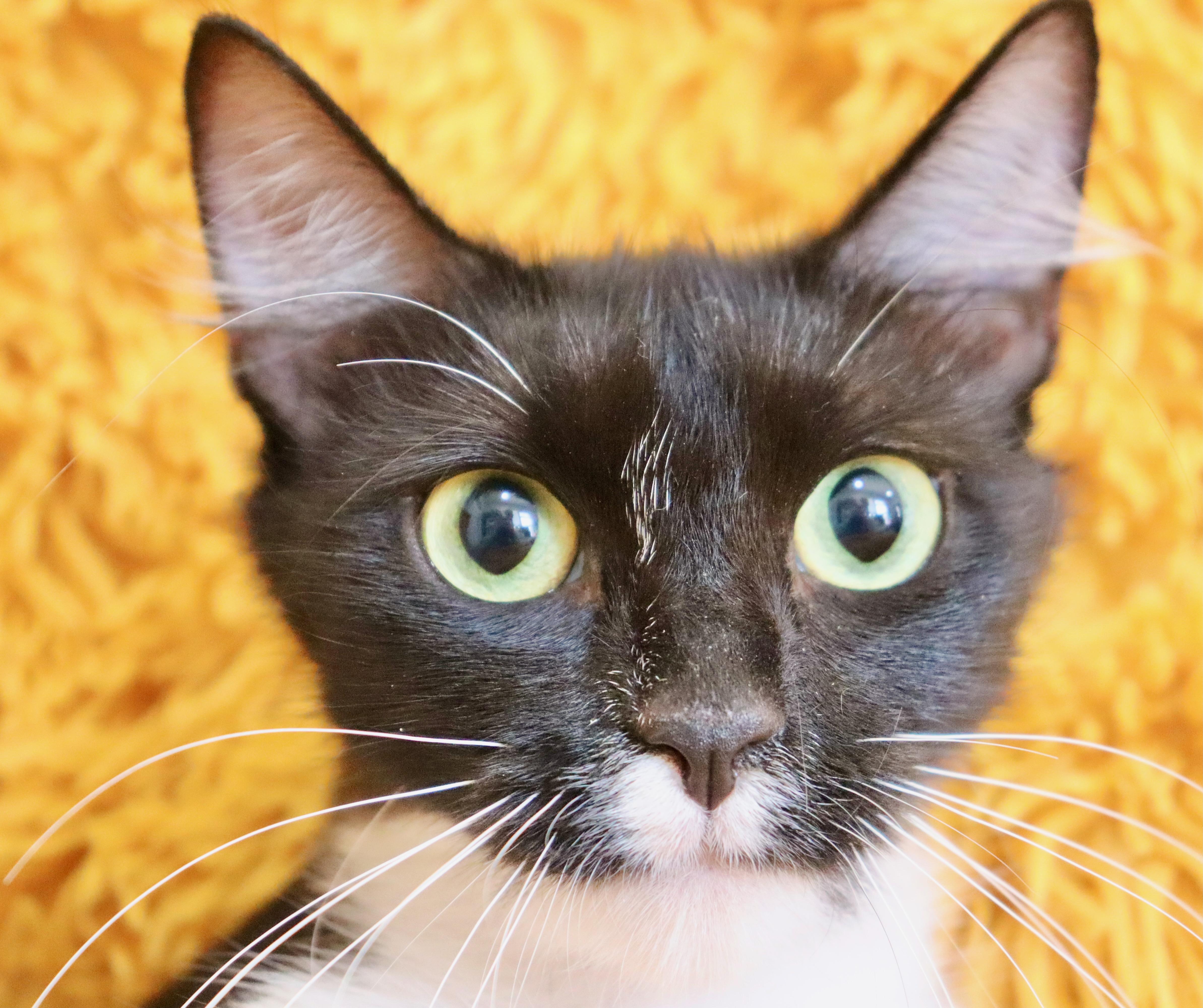 Enlarge Penelope, a Adoptable mixed breed in Saint Augustine, FL image 2/5