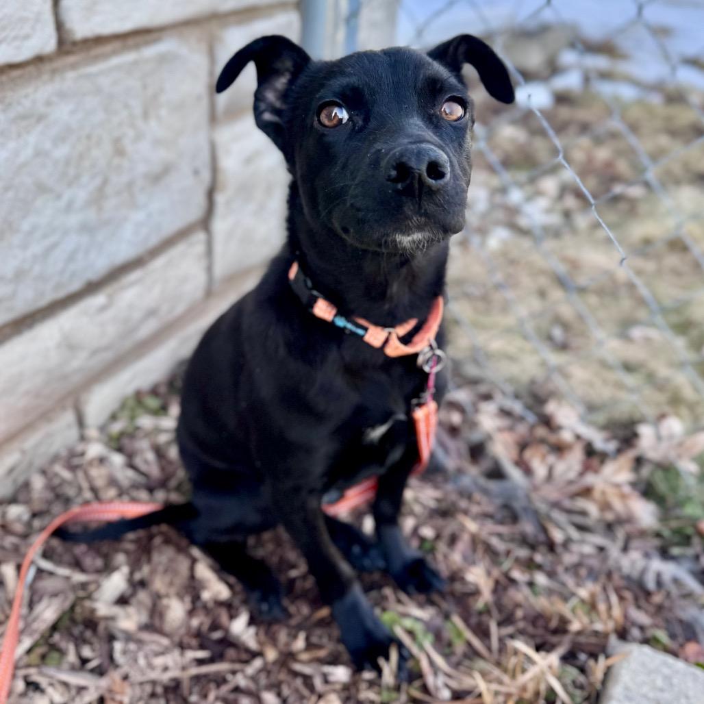 Enlarge Joey, a Adoptable Mixed Breed in Green Bay, WI image 1/6