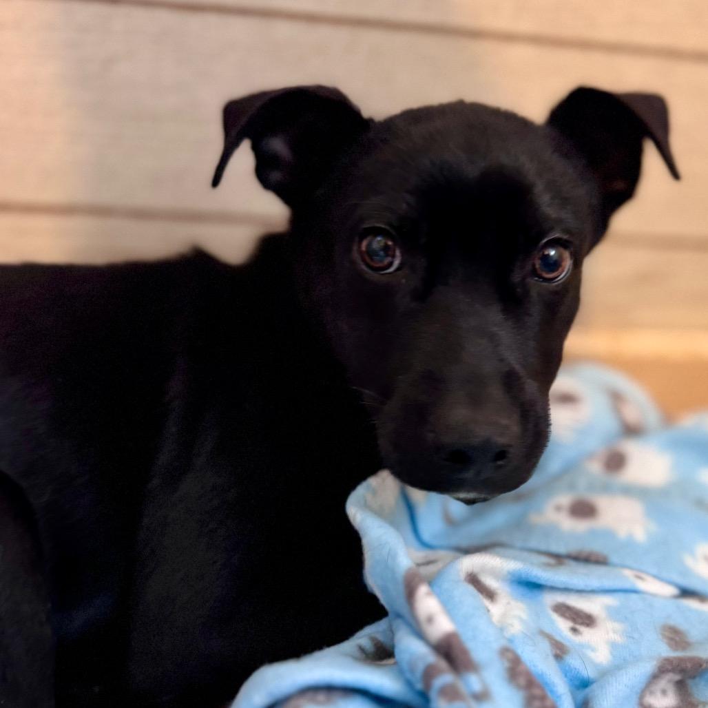 Enlarge Joey, a Adoptable Mixed Breed in Green Bay, WI image 2/6