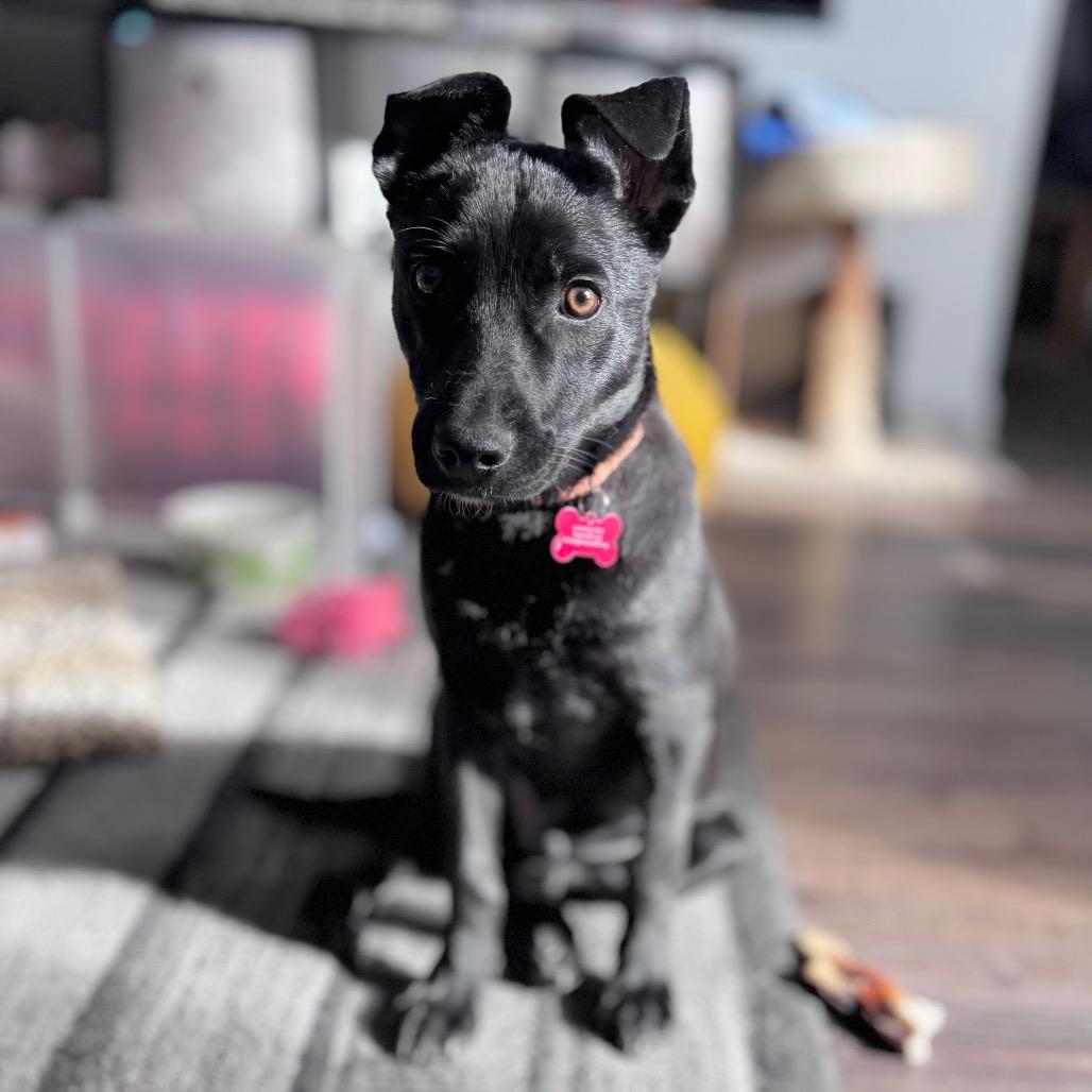 Enlarge Joey, a Adoptable Mixed Breed in Green Bay, WI image 3/6