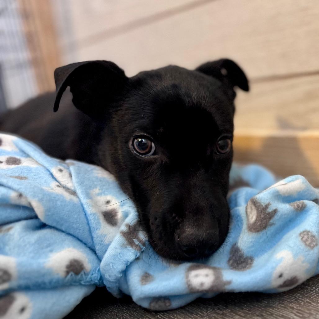 Enlarge Joey, a Adoptable Mixed Breed in Green Bay, WI image 4/6