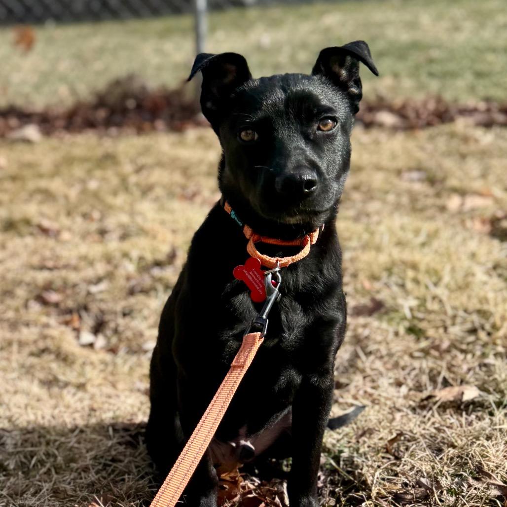 Enlarge Joey, a Adoptable Mixed Breed in Green Bay, WI image 5/6