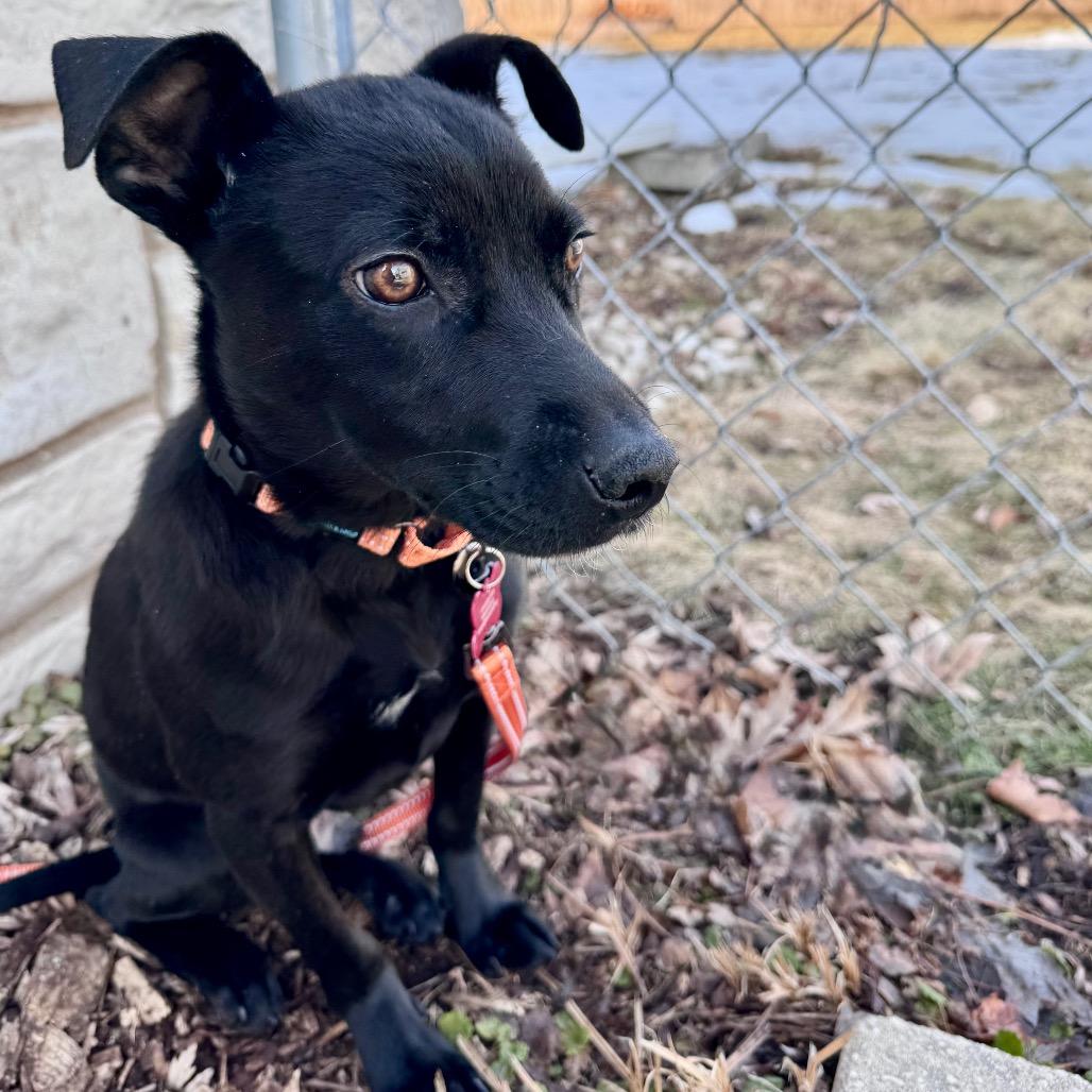 Enlarge Joey, a Adoptable Mixed Breed in Green Bay, WI image 6/6