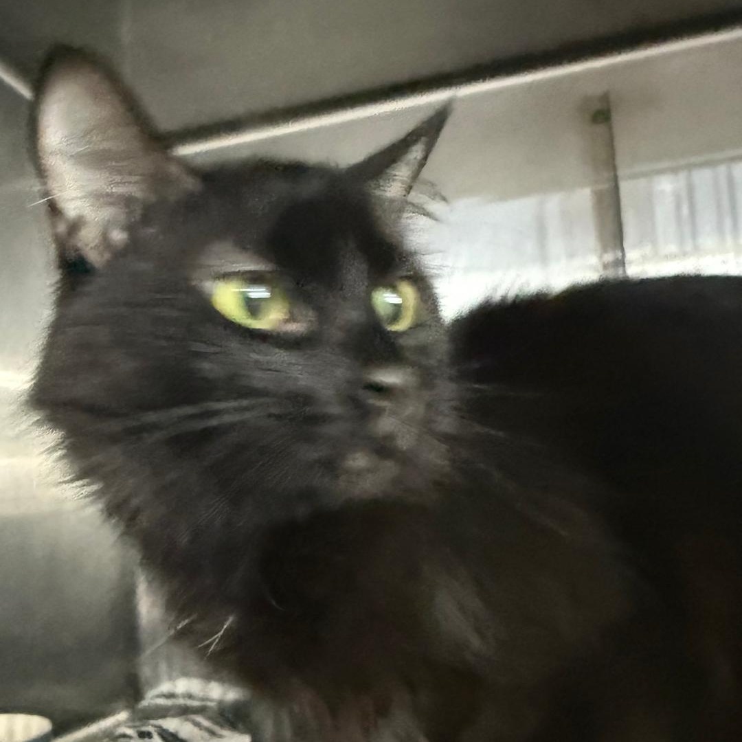 Enlarge WEDNESDAY, a ADOPTABLE Domestic Long Hair in Gresham, WI image 1/1