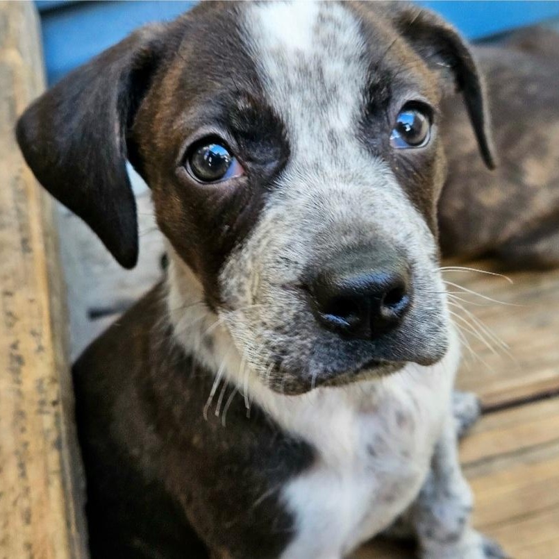Cheddar (ADOPTED!), ADOPTABLE, Puppy Male Boston Terrier & Cattle Dog.