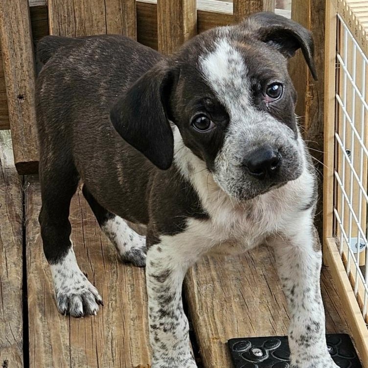 Enlarge Cheddar (ADOPTED!), a ADOPTABLE mixed breed in Chicago, IL image 2/6