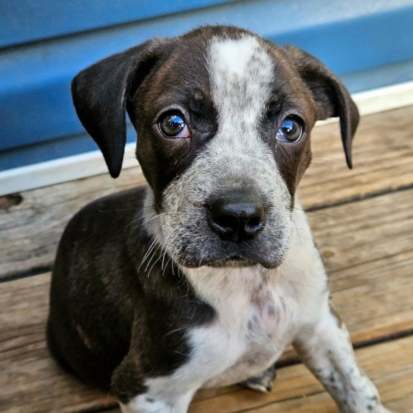 Enlarge Cheddar (ADOPTED!), a ADOPTABLE mixed breed in Chicago, IL image 6/6