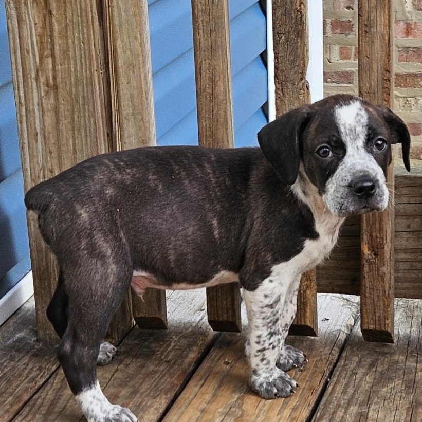 Enlarge Cheddar (ADOPTED!), a ADOPTABLE mixed breed in Chicago, IL image 3/6