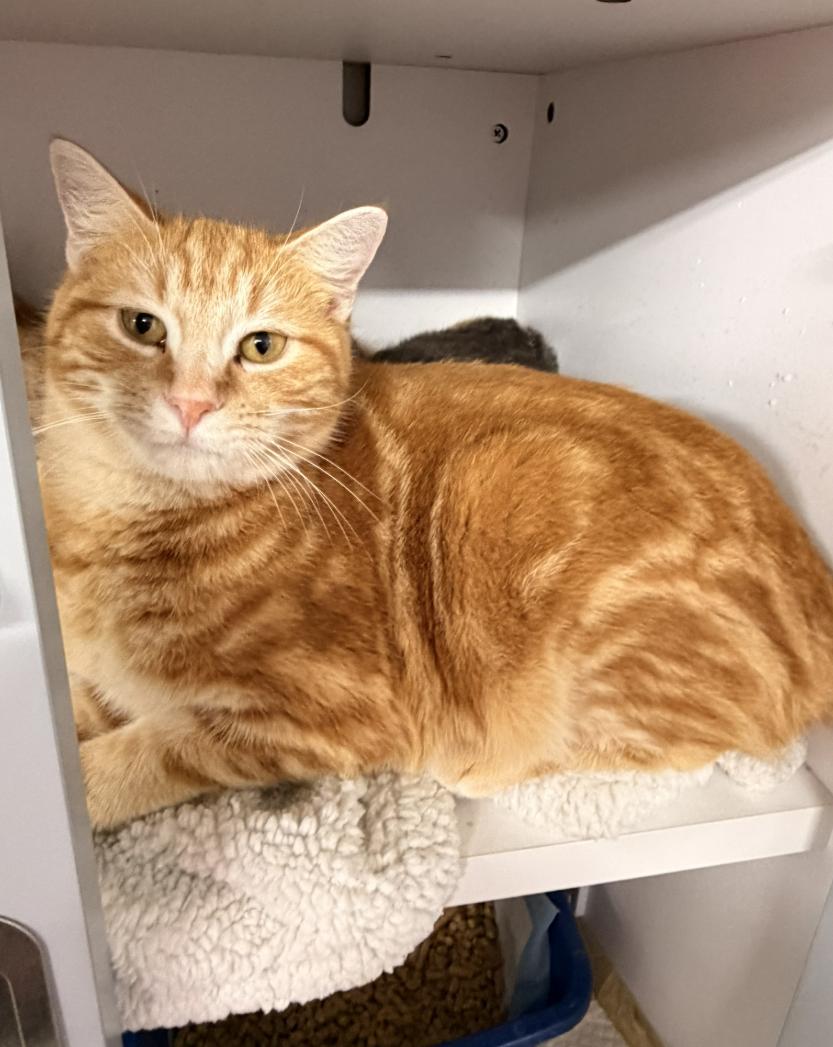 Bauer, ADOPTABLE, Young Male Domestic Short Hair.