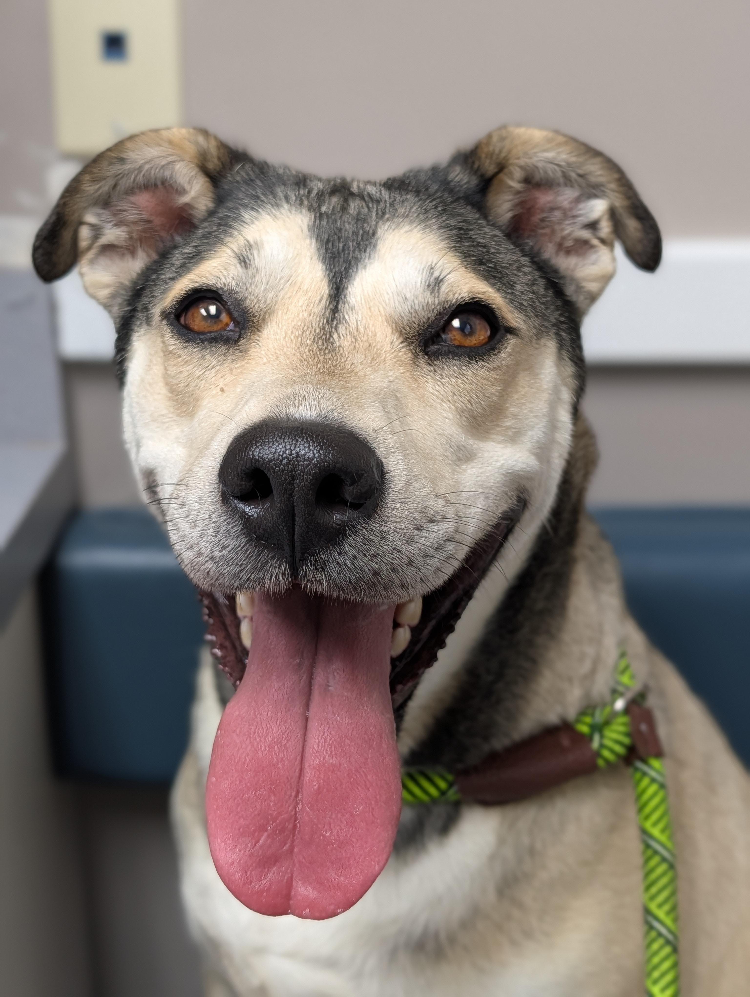 Daisy, ADOPTABLE, Adult Female German Shepherd Dog.