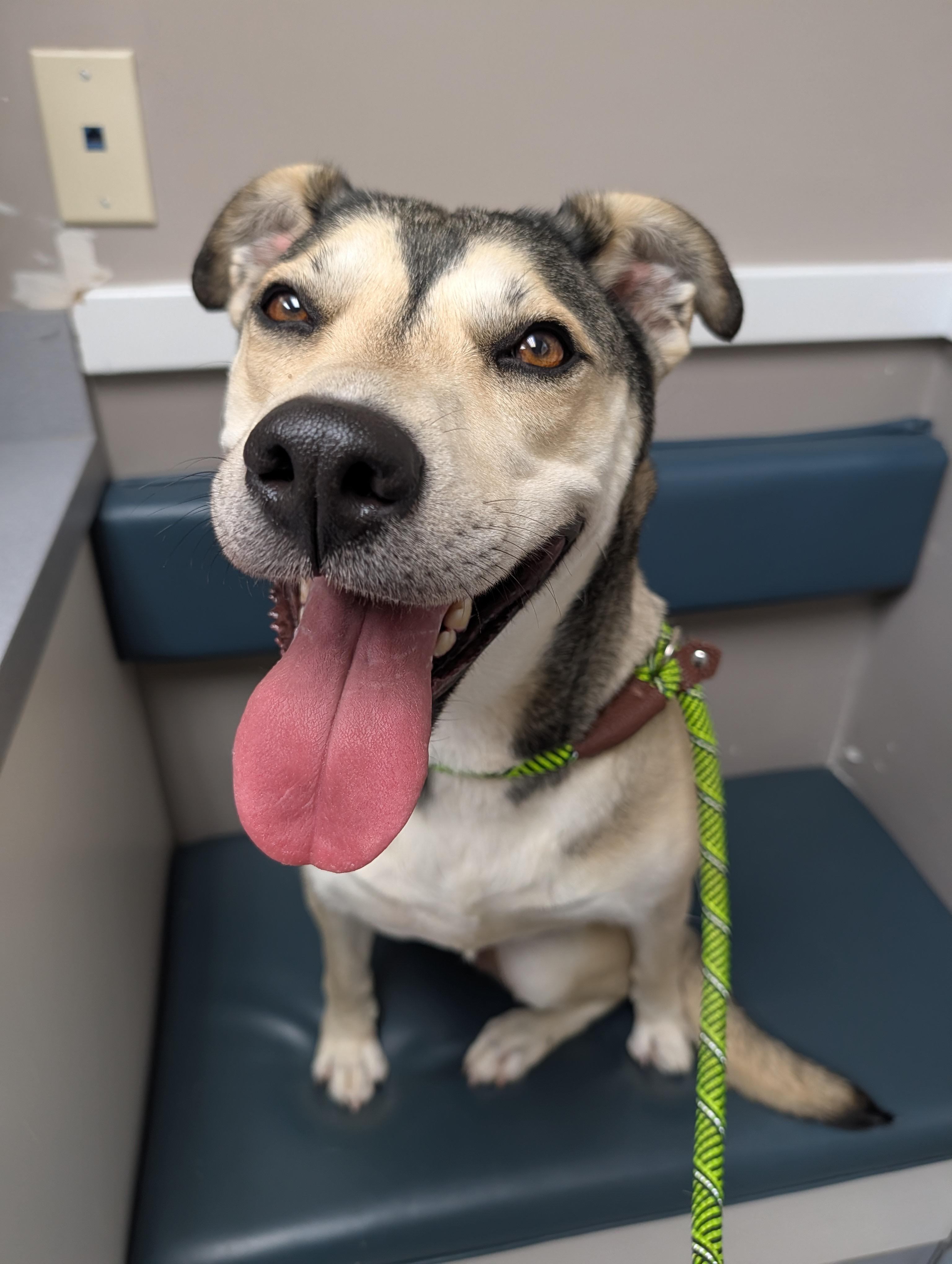 Daisy, a ADOPTABLE mixed breed in Plainfield, NJ image 2/2