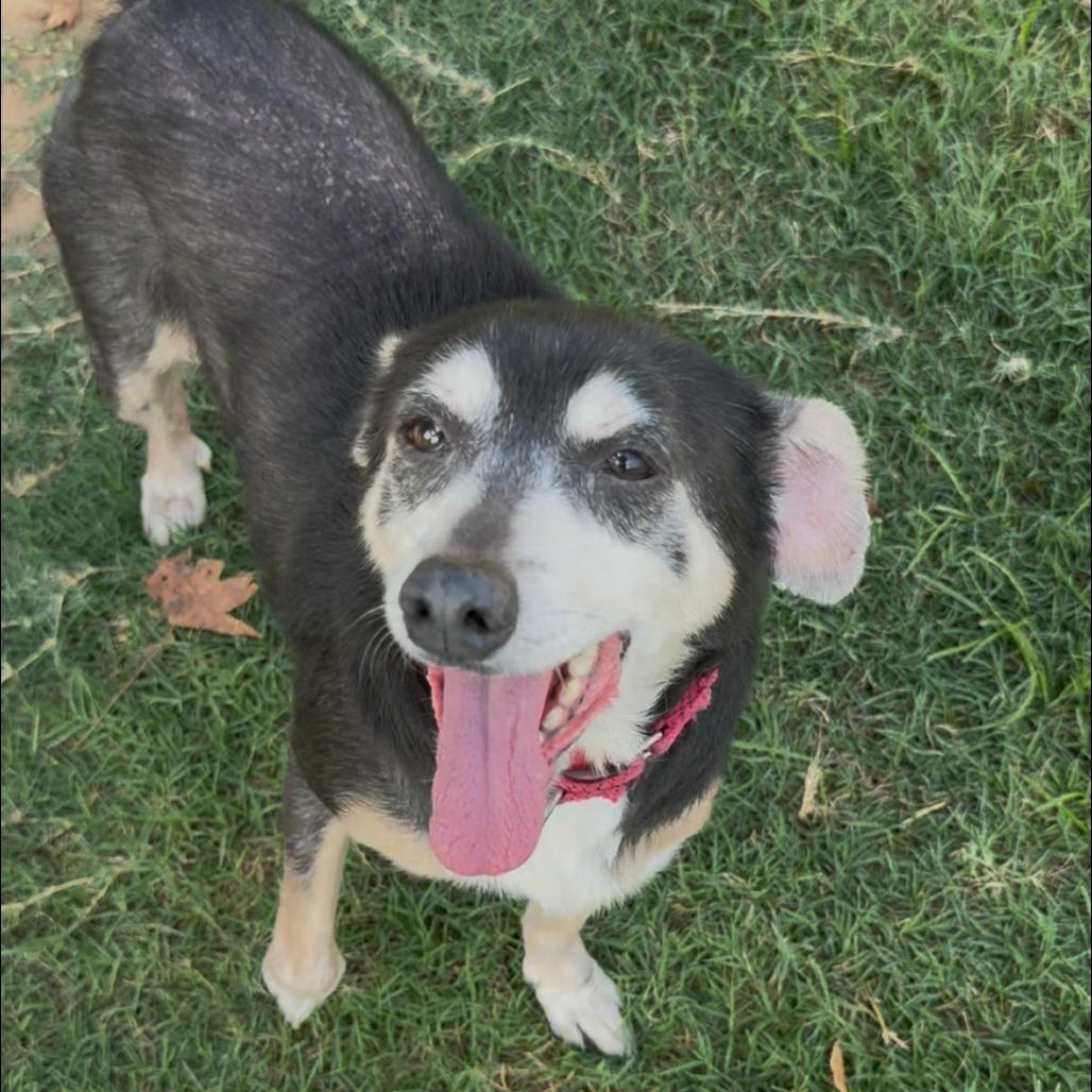 Enlarge Edith, a Adoptable mixed breed in Cabot, AR image 1/4