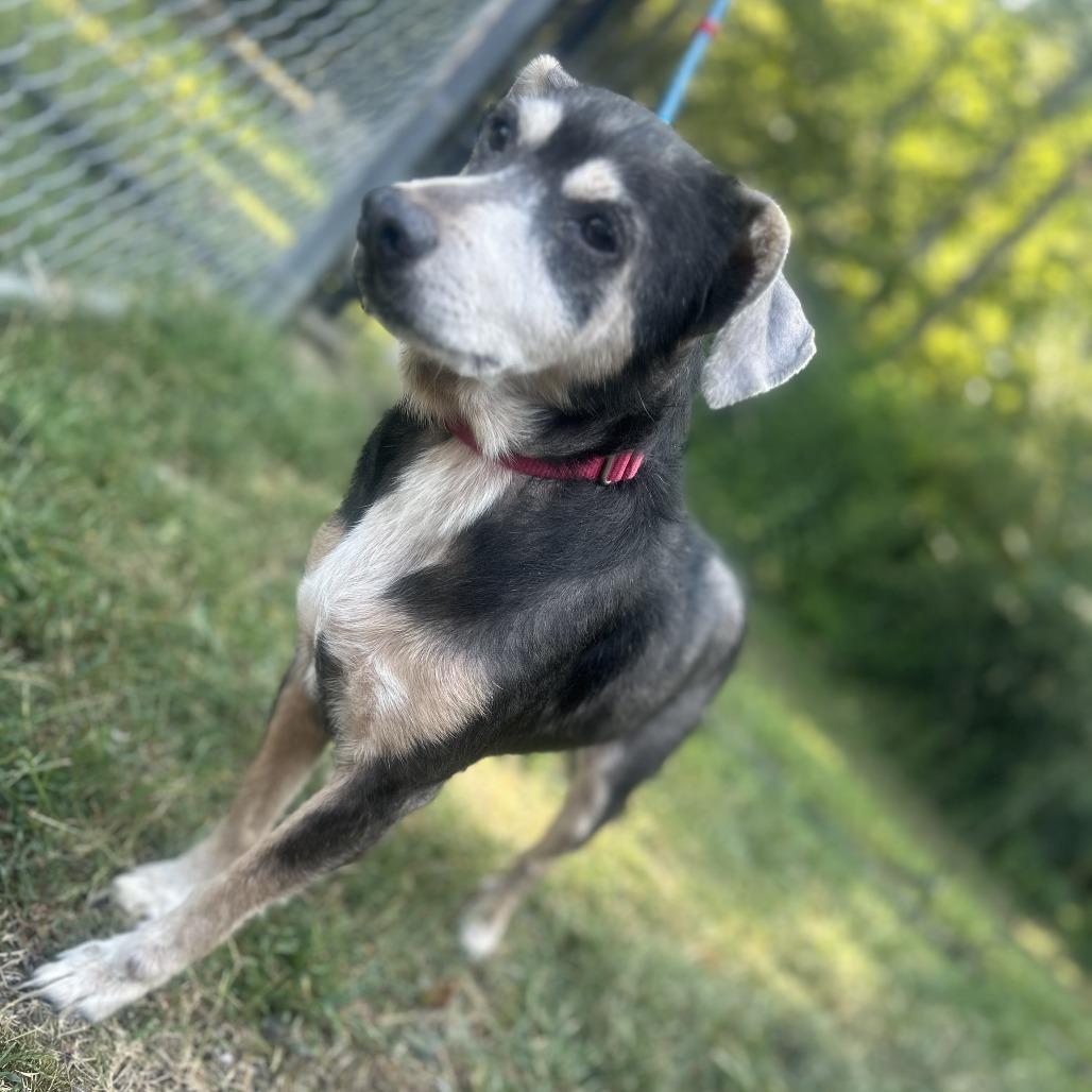 Enlarge Edith, a Adoptable mixed breed in Cabot, AR image 2/4