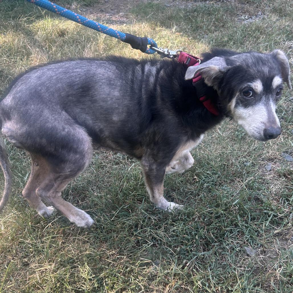 Enlarge Edith, a Adoptable mixed breed in Cabot, AR image 3/4