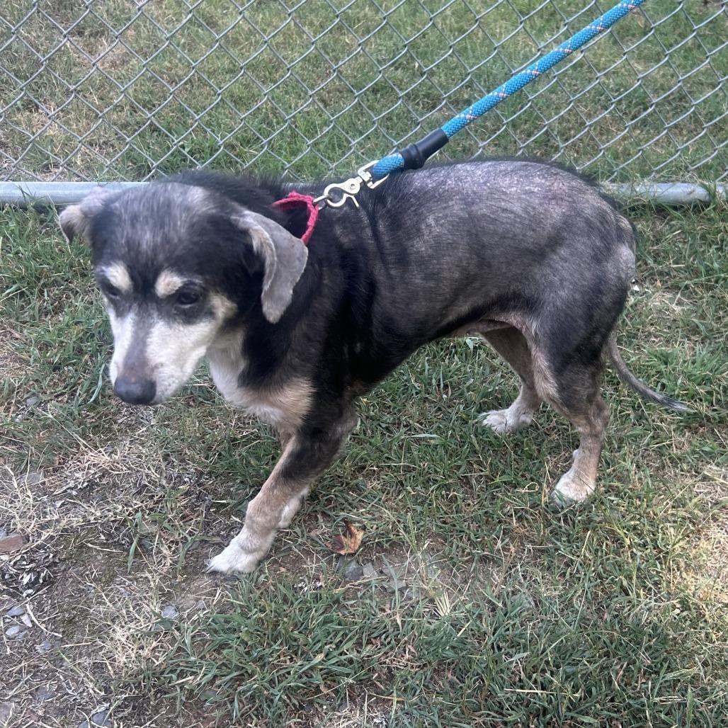 Enlarge Edith, a Adoptable mixed breed in Cabot, AR image 4/4