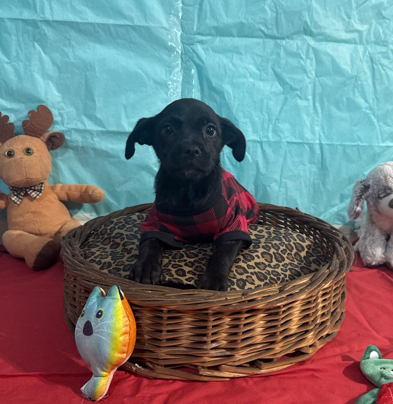 Mel, Adoptable, Puppy Female Terrier & Hound.