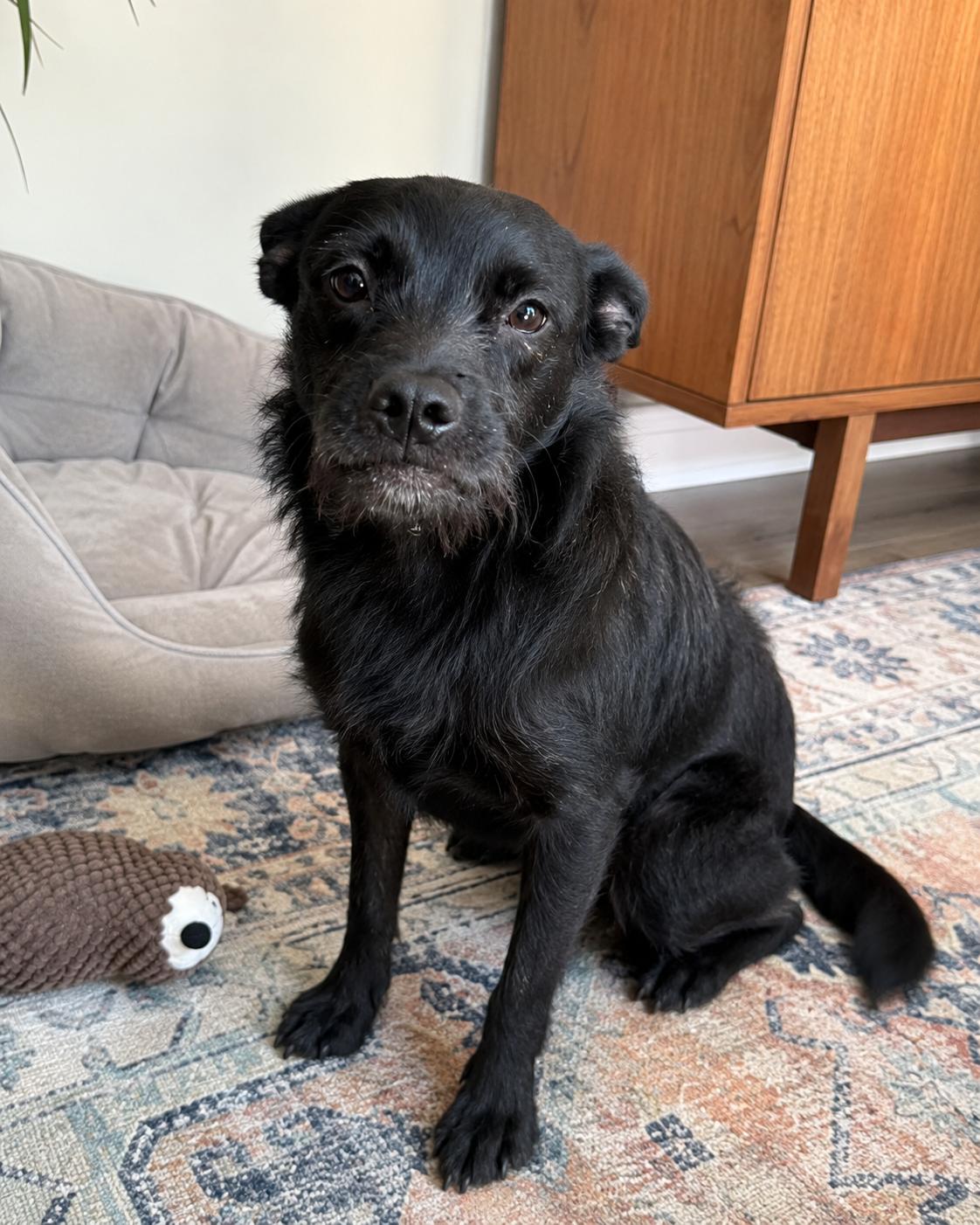 Enlarge Mel, a Adoptable mixed breed in Encinitas, CA image 5/5