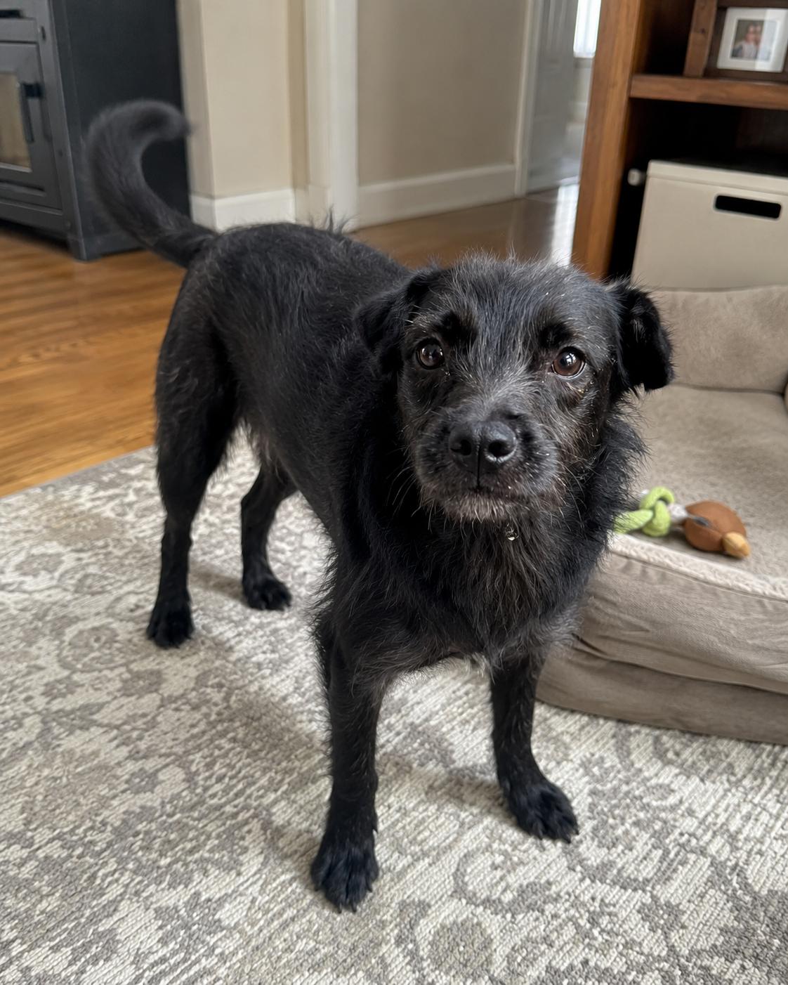 Enlarge Mel, a Adoptable mixed breed in Encinitas, CA image 4/5