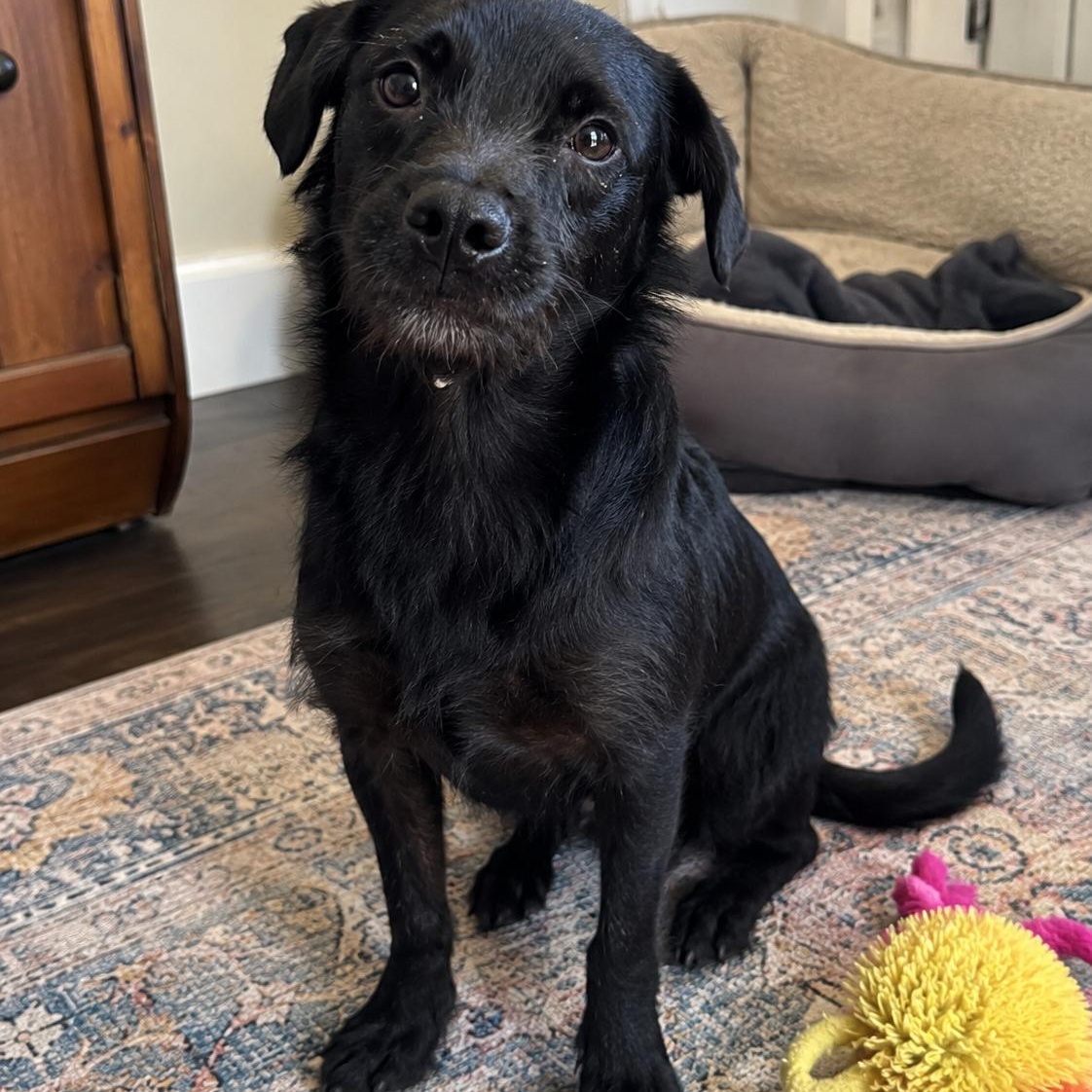 Enlarge Mel, a Adoptable mixed breed in Encinitas, CA image 1/5