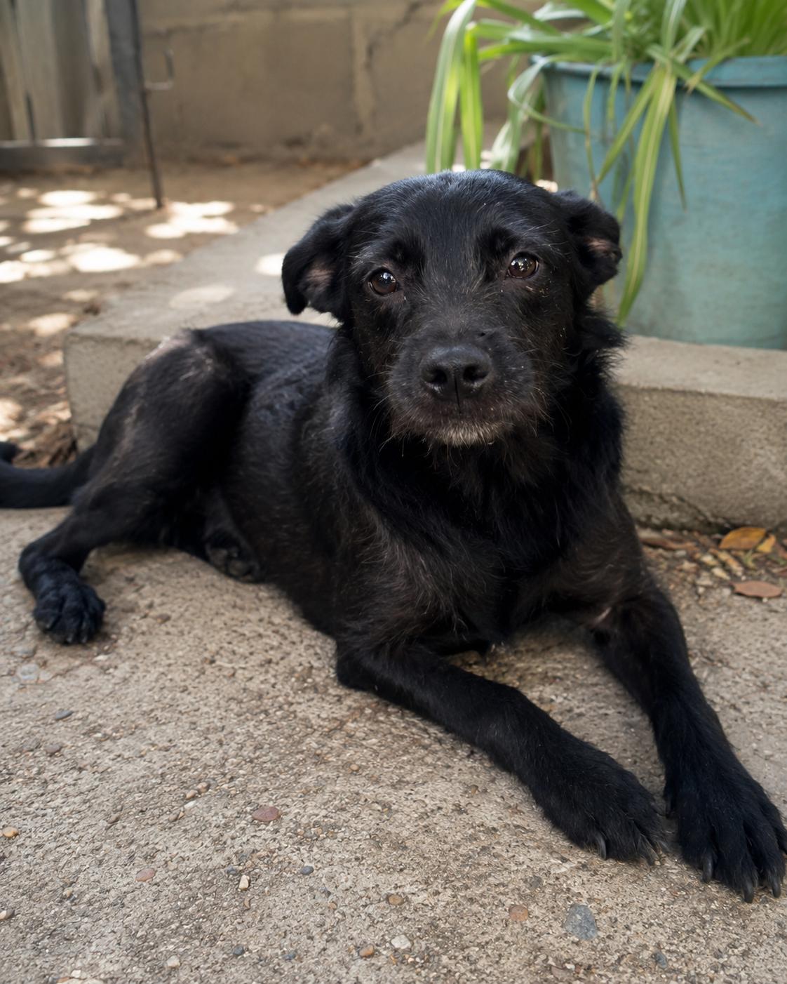 Enlarge Mel, a Adoptable mixed breed in Encinitas, CA image 3/5