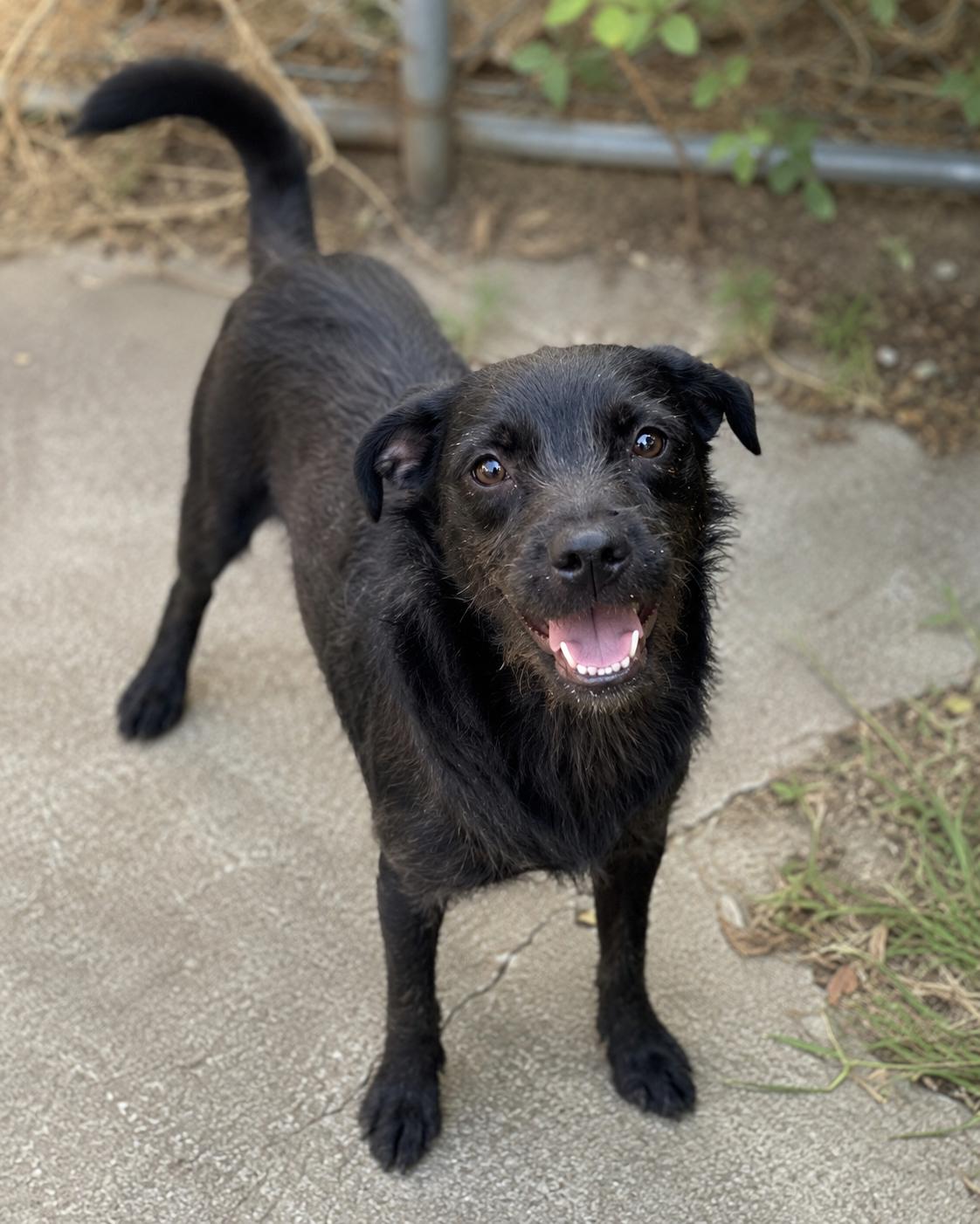Enlarge Mel, a Adoptable mixed breed in Encinitas, CA image 2/5