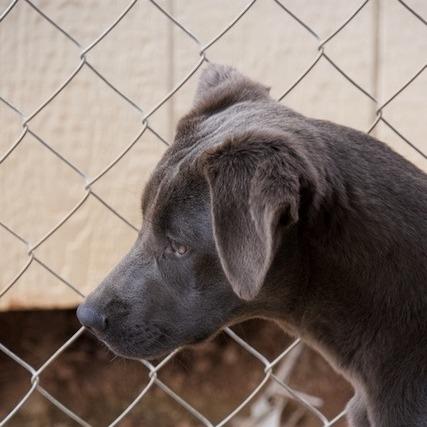 Gracie, Adoptable, Young Female Labrador Retriever & Mixed Breed.